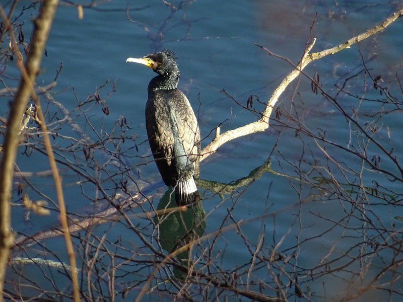 Cormorano comune (Phalacrocorax carbo)